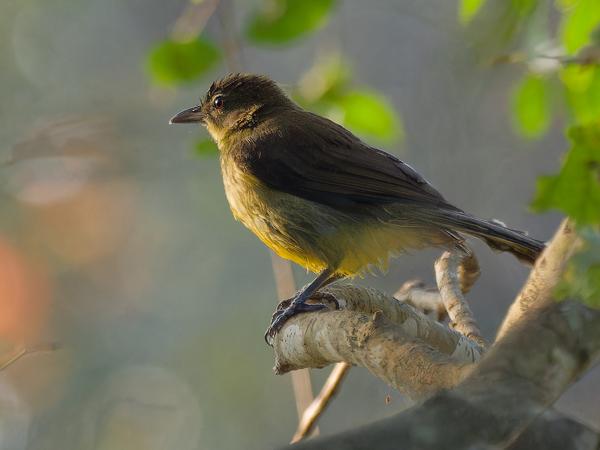 <h3>Andropadus importunus / Sombre greenbul / Vale buulbuul</h3>OM-1 Mark II with OLYMPUS M.300mm F4.0, 1/2000 sec at F4.0, ISO 5000, distance 17.9 m